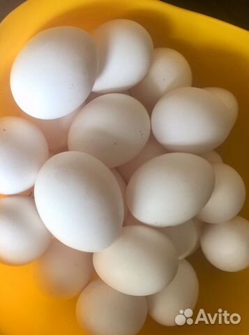 Яйцо куриное