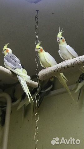 Попугаи Корелла