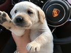 Лабрадор щенок объявление продам