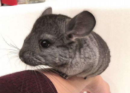 Шиншилла