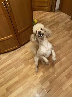 Пудель вязка