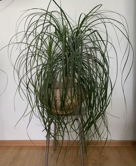 Бокарнея нолина