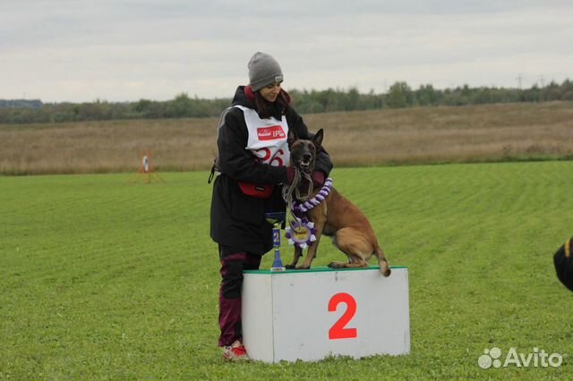 Кинолог. Дрессировка собак