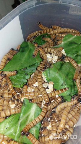 Зофобас корм живой