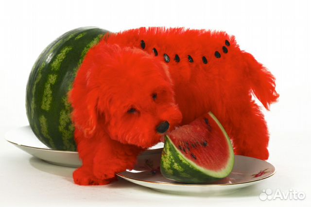 Стрижка собак и кошек- грумминг всех пород, уз чис