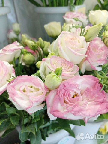 Гипсофила букет на день учителя