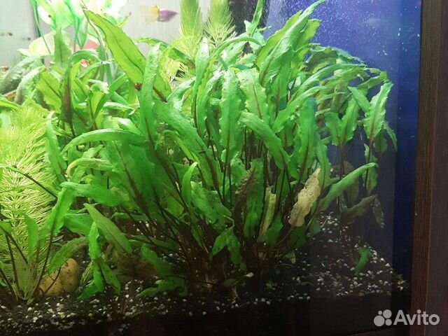 Аквариумные Растения