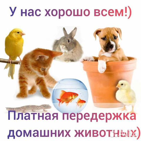 Передержка животных