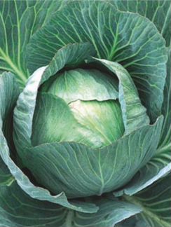 Семена Капусты 