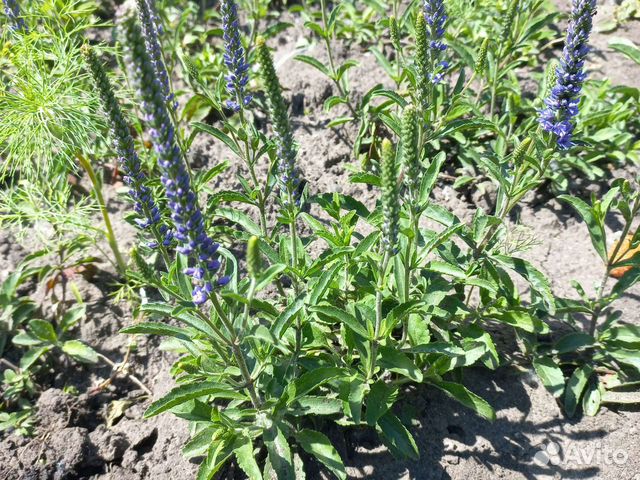 Вероника нитевидная купить в Тольятти | Товары для дома и дачи | Авито