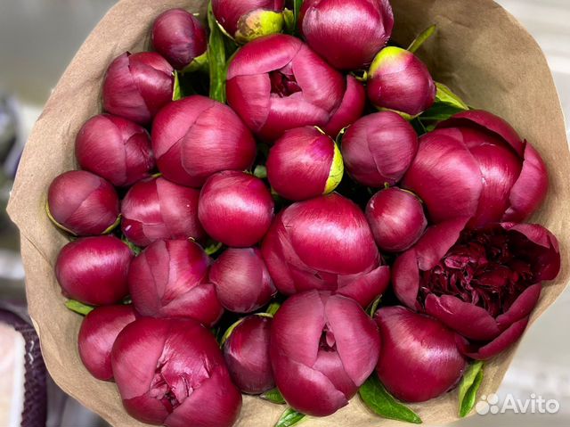 Пионы Итальянские Букет Пионов Пионы