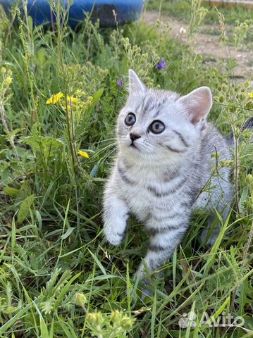 Стул у британского котенка