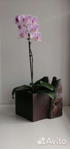 Кашпо для растений