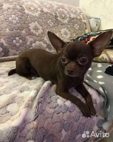 Чихуахуа мини вязка мальчик