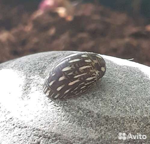 Теодоксус (не привозные)