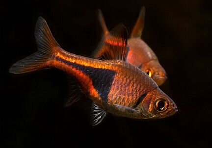 Расбора Клинопятнистая