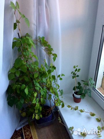 Берёзка (циссус)