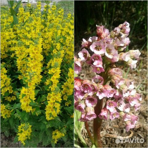 Многолетники из собственного сада 1