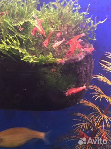 Продам аквариумных рыбок и креветок