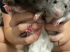 Крысы с клеткой объявление продам