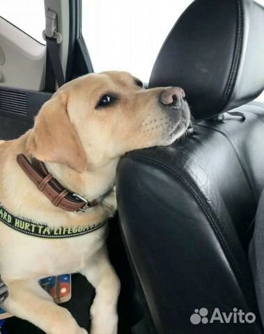 Зоотакси перевозка животных