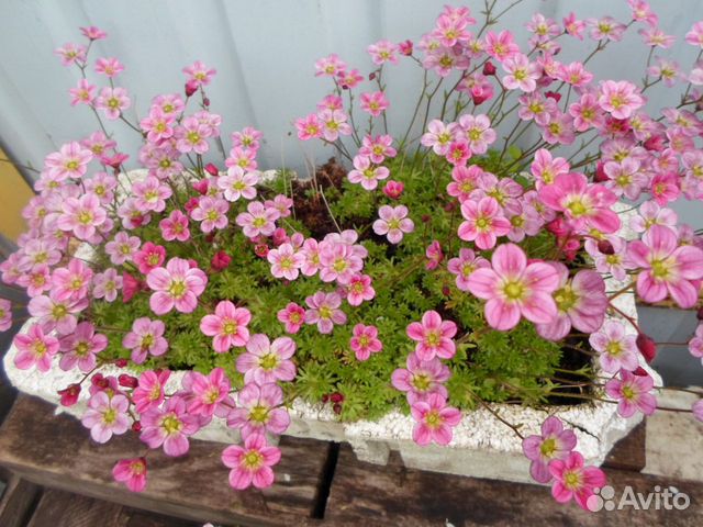 Многолетники и рассада