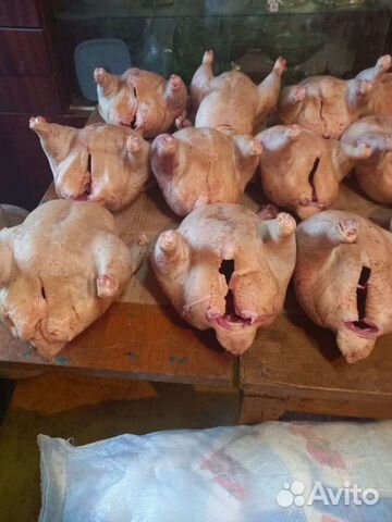 Куры бройлеры