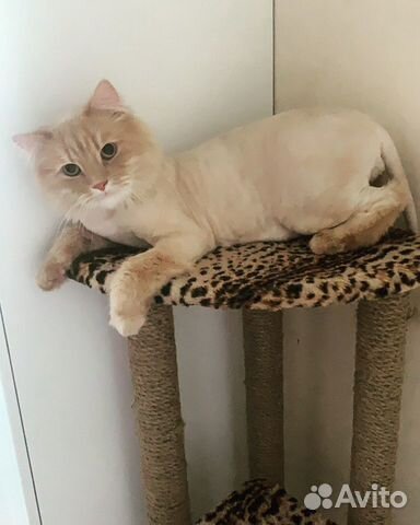 Груминг. Стрижка, вычес котов и собак с выездом