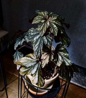 Бегония Begonia aconitifolia