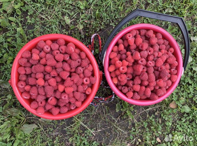 Малина Байкальская