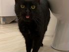 Кошка черная ласковая 1,5 года