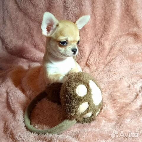 Чихуахуа мини и средний стандарт