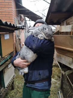 Кролики на племя. Самцы, Самки