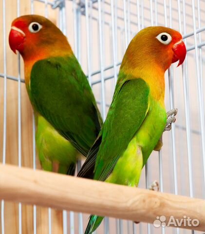 Неразлучник Фишера, Масковые птенцы