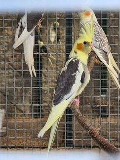 Попугай корелла