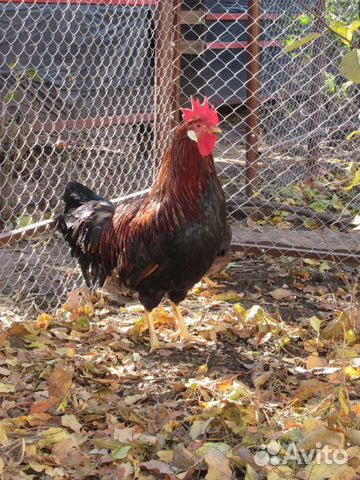 Петухи породистые
