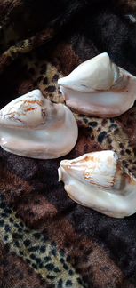 Ракушки с Чёрного моря