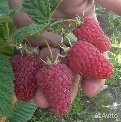 Саженцы малины, малинового дерева