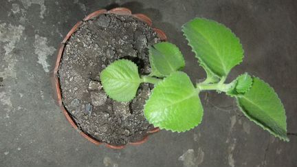 Комнатная мята Плектрантус