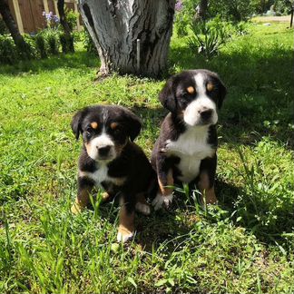 Большой швейцарский зенненхунд