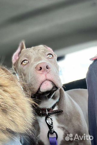 Американский булли