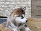 Аляскинский маламут щенки объявление продам