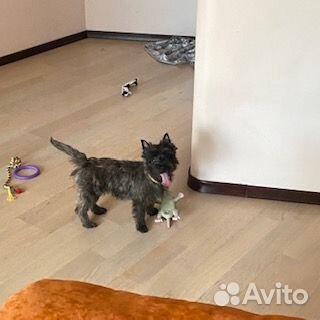 Собака на передержку - от мелких до средних пород