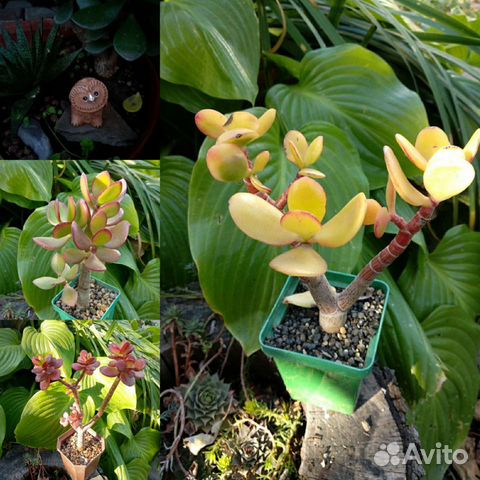 Суккуленты для флорариума