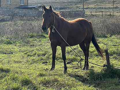 Англо-кабардинская лошадь