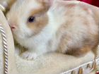 Карликовые кролики разных окрасов (большой выбор)