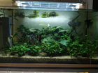 Аквариумные растения и рыбки (гидрострой)