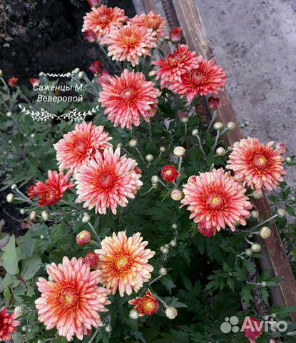 Садовые растения разные мv