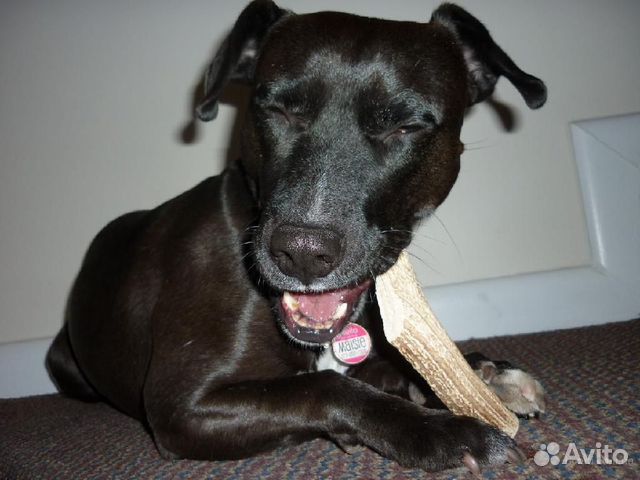 Корм для Собак.Рог Оленя для собак Погрызушка