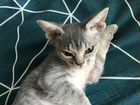 Донской сфинкс котёнок браш объявление продам
